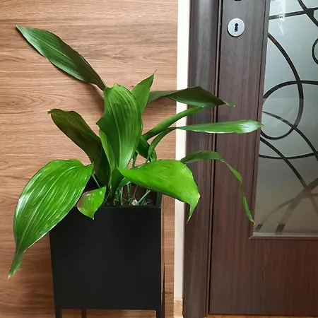 Stan Na Dan Apartman D Lux Jacuzzi Kragujevac Exterior photo